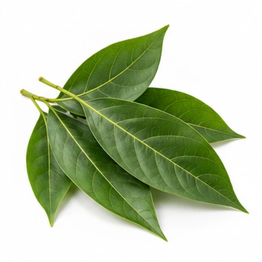 Avocado leaves