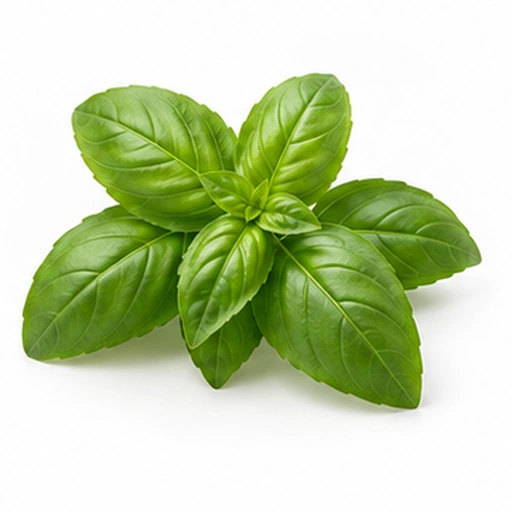 Sweet basil