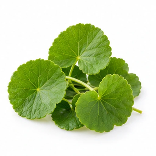 Gotukola / Indian pennywort