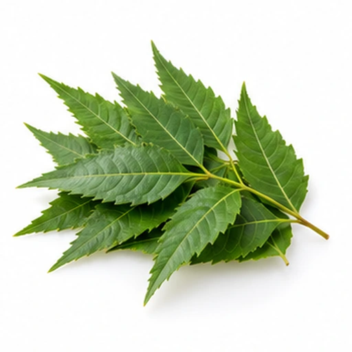 Neem leaf