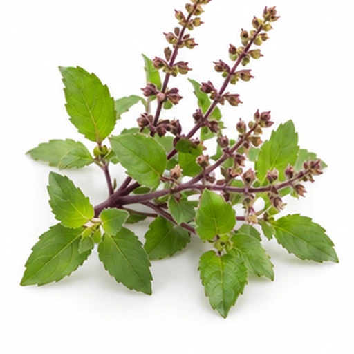 Tulsi / Holy basil